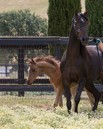 ShermanFoals2017_6_4053