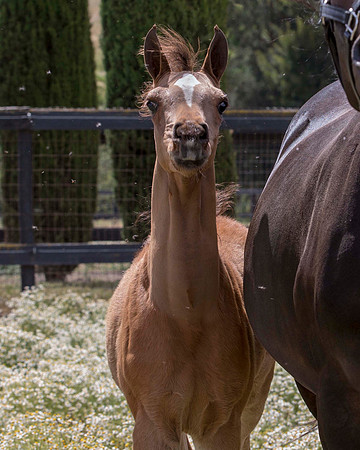 ShermanFoals2017_6_4067