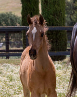 ShermanFoals2017_6_4069