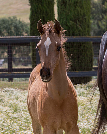 ShermanFoals2017_6_4069