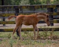 ShermanFoals2017_6_4395