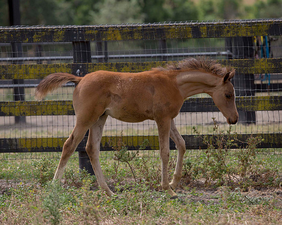ShermanFoals2017_6_4395