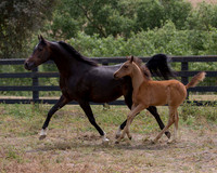ShermanFoals2017_6_4408