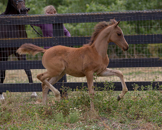 ShermanFoals2017_6_4430