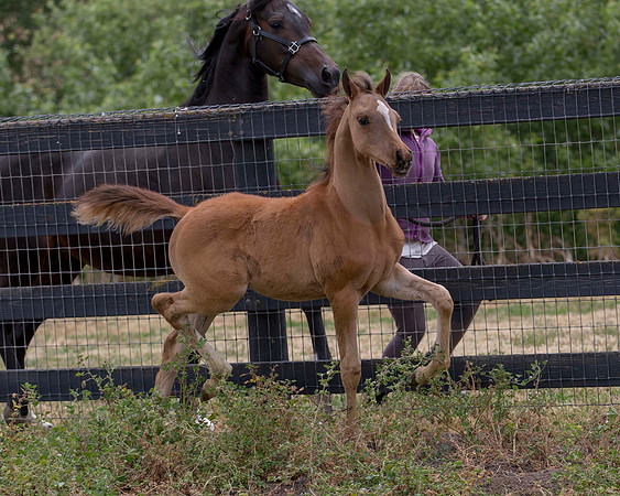 ShermanFoals2017_6_4444