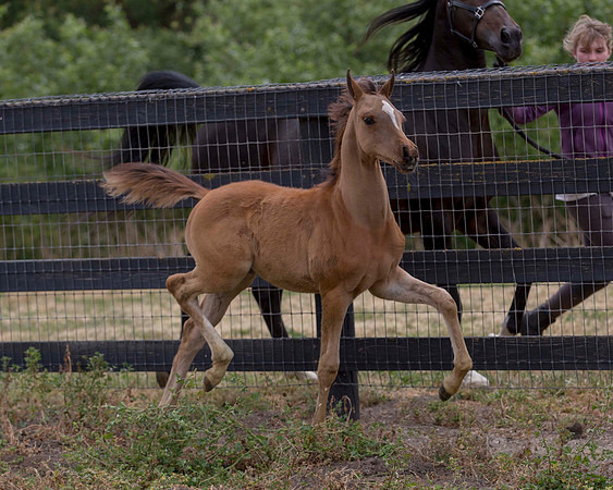 ShermanFoals2017_6_4452