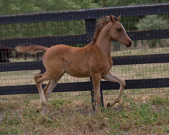 ShermanFoals2017_6_4454
