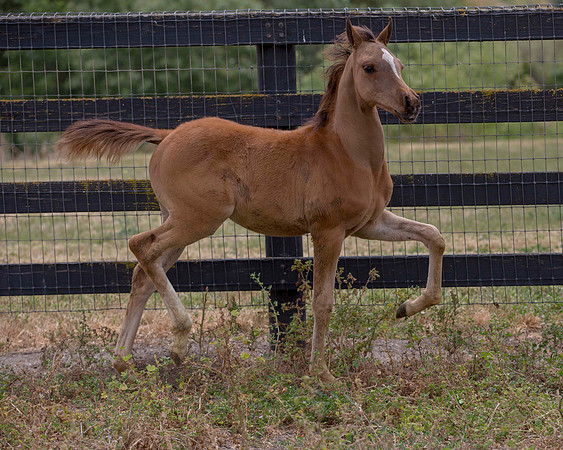 ShermanFoals2017_6_4455