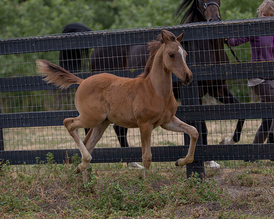 ShermanFoals2017_6_4462