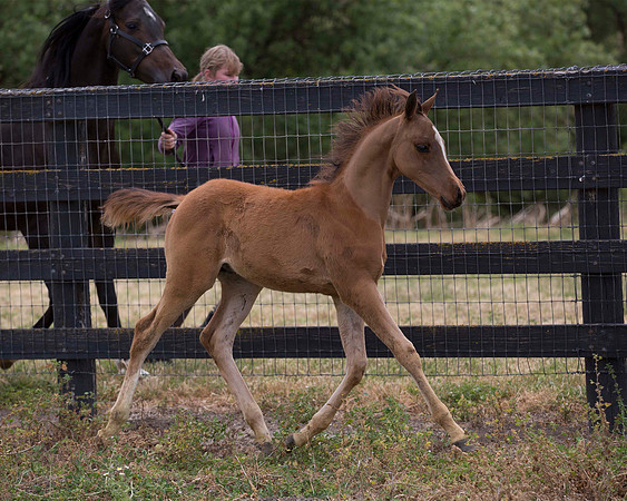 ShermanFoals2017_6_4465