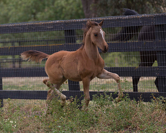 ShermanFoals2017_6_4470