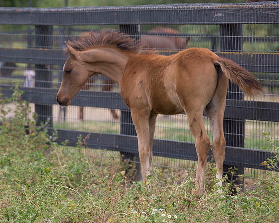 ShermanFoals2017_6_4482