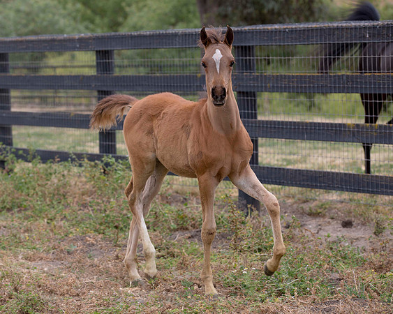 ShermanFoals2017_6_4485