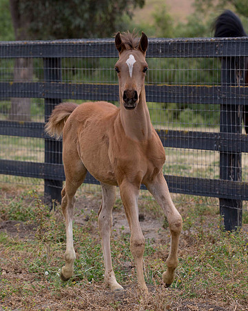 ShermanFoals2017_6_4486