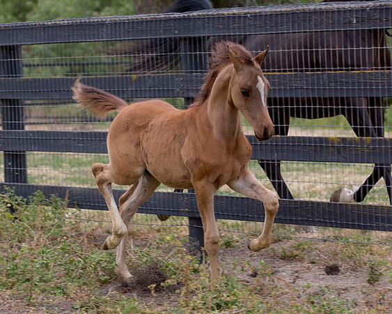 ShermanFoals2017_6_4490