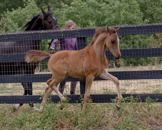 ShermanFoals2017_6_4504
