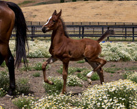 Sherman Foal 7