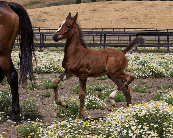 ShermanFoals2017_7_4115