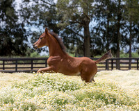 ShermanFoals2017_7_4130