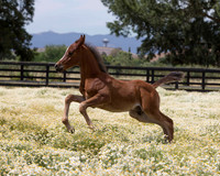 ShermanFoals2017_7_4125