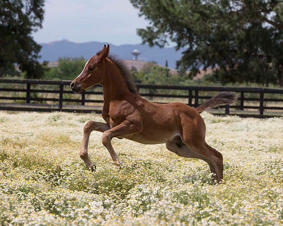 ShermanFoals2017_7_4125