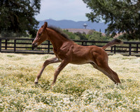 ShermanFoals2017_7_4126
