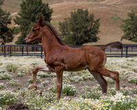 ShermanFoals2017_7_4163