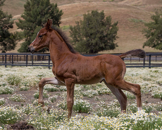 ShermanFoals2017_7_4163