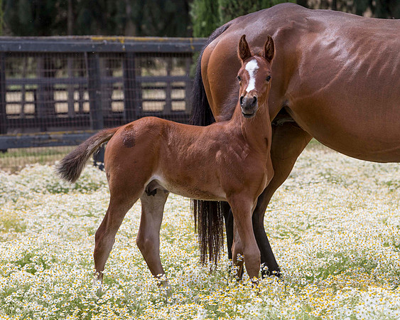 ShermanFoals2017_7_4211