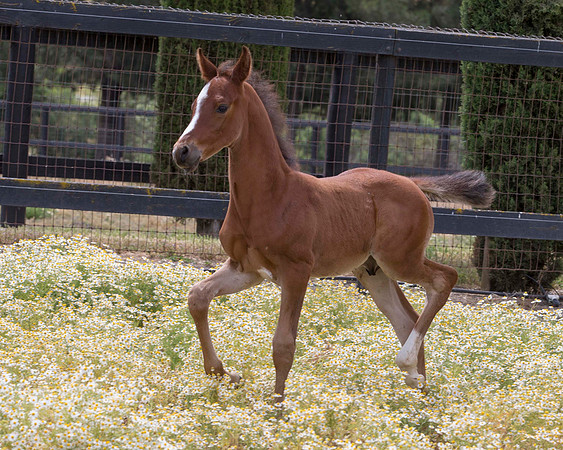 ShermanFoals2017_7_4222