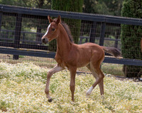 ShermanFoals2017_7_4223