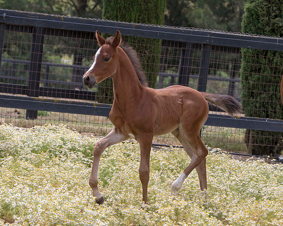 ShermanFoals2017_7_4223