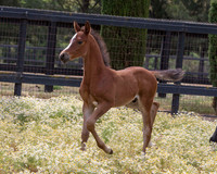 ShermanFoals2017_7_4224