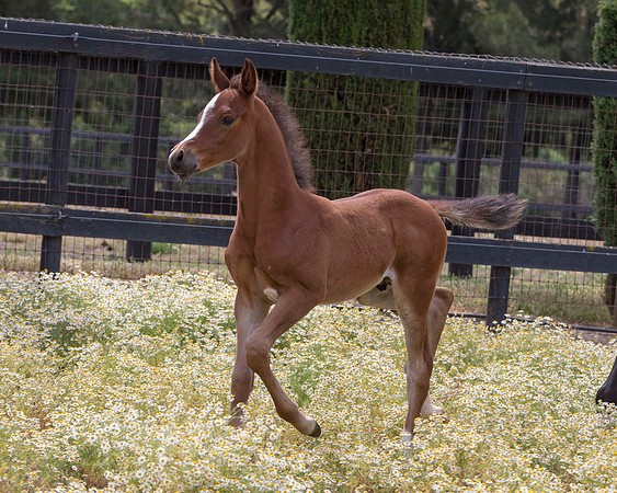 ShermanFoals2017_7_4224