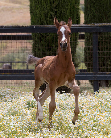 ShermanFoals2017_7_4261