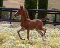 ShermanFoals2017_7_4266