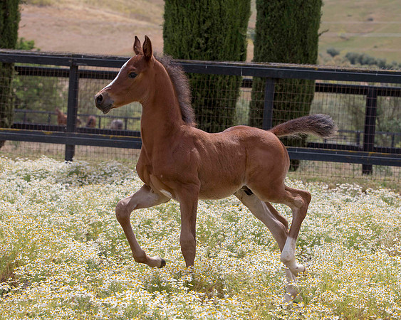 ShermanFoals2017_7_4266