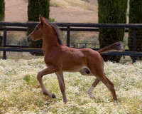 ShermanFoals2017_7_4269