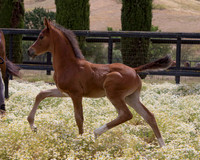 ShermanFoals2017_7_4271