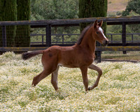 ShermanFoals2017_7_4295