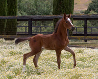 ShermanFoals2017_7_4296