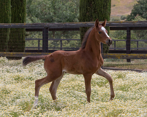 ShermanFoals2017_7_4296