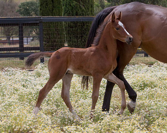 ShermanFoals2017_7_4314