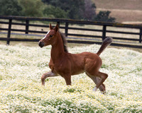 ShermanFoals2017_7_4351