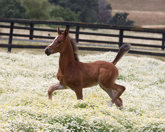 ShermanFoals2017_7_4351