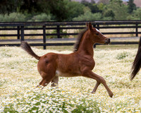 ShermanFoals2017_7_4361