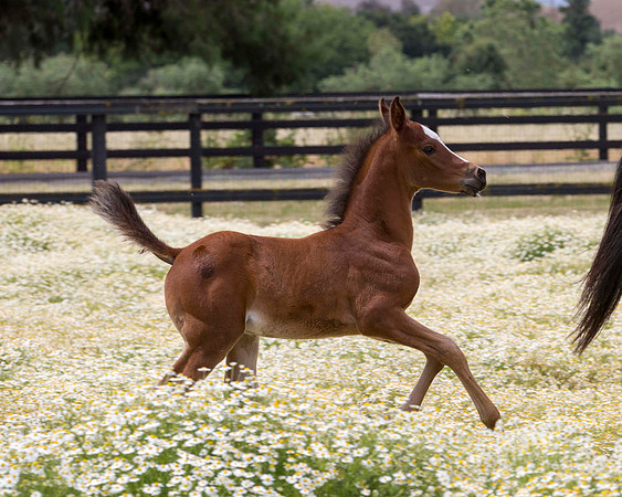 ShermanFoals2017_7_4361