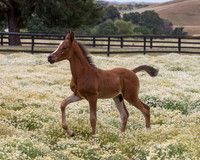 ShermanFoals2017_7_4365