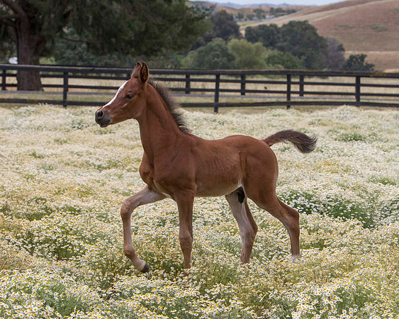 ShermanFoals2017_7_4365