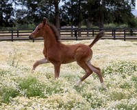 ShermanFoals2017_7_4367